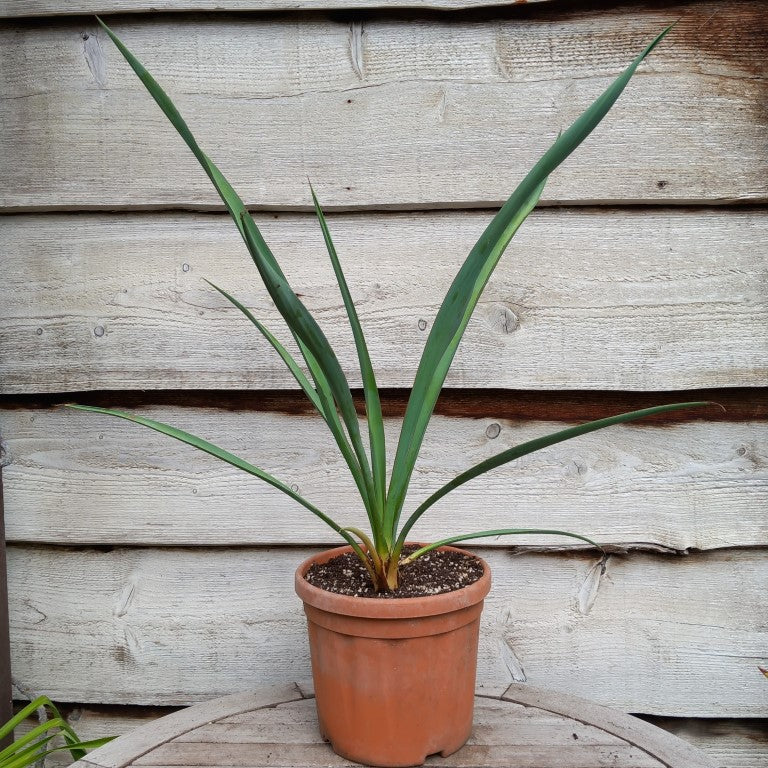 Yucca torreyi