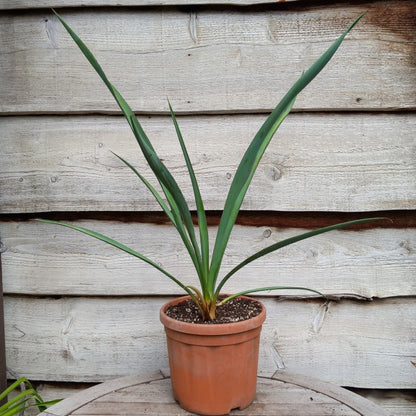 Yucca torreyi