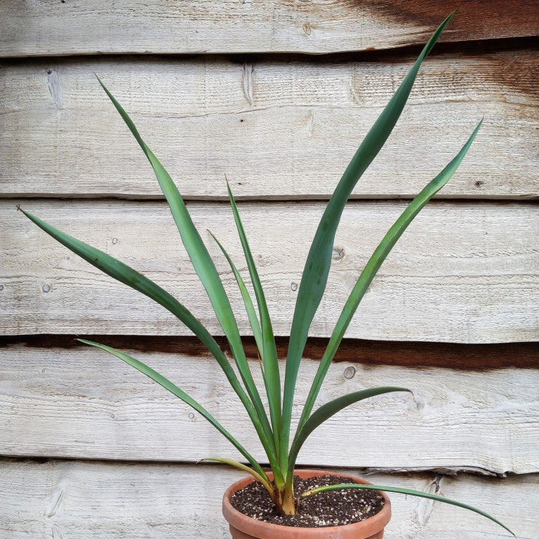 Yucca torreyi
