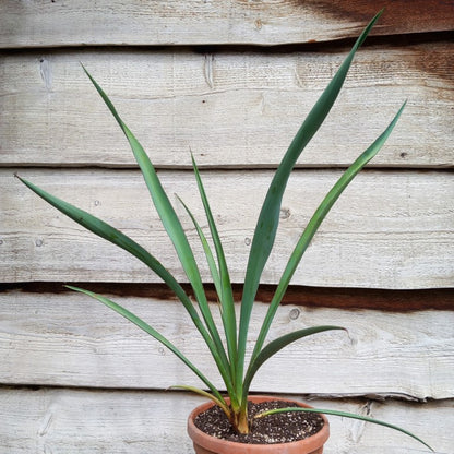 Yucca torreyi