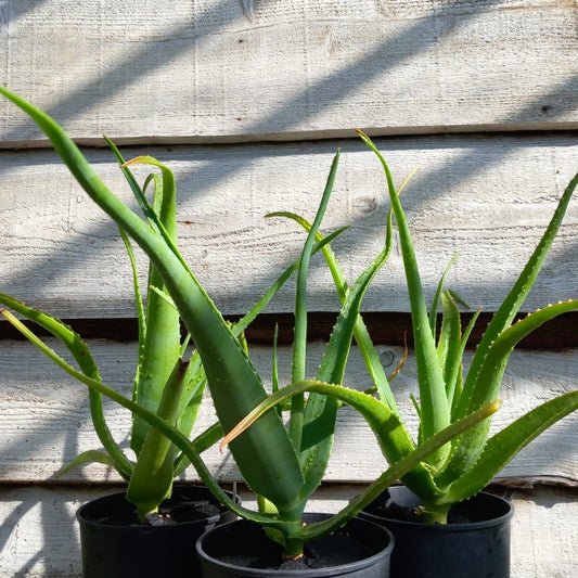 Aloe helenae