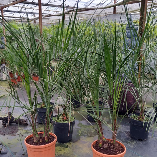 Butia capitata, double stem