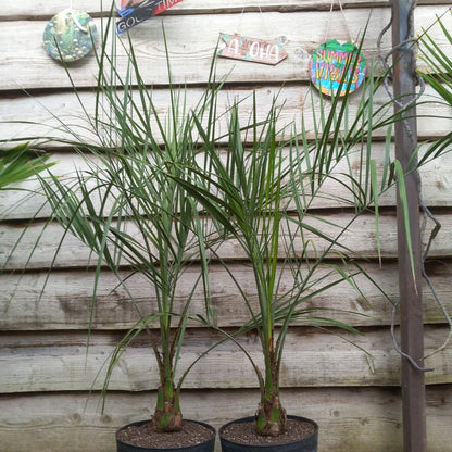 Butia capitata, stem/plant/total 20/130/150 cm, pot 9 ltr.
