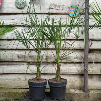 Butia capitata, stem/plant/total 20/130/150 cm, pot 9 ltr.