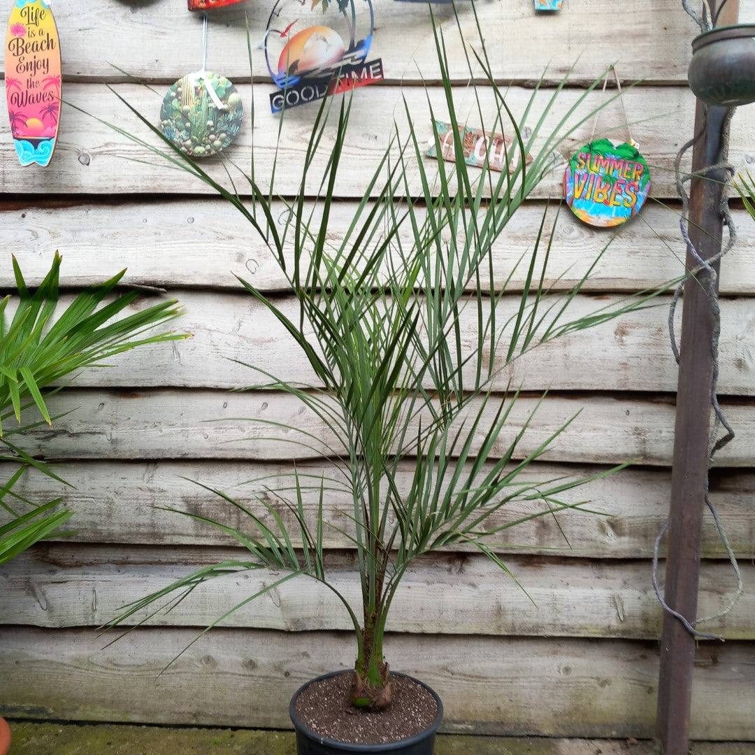 Butia capitata, stem/plant/total 25/145/170 cm, pot Ø 30 cm