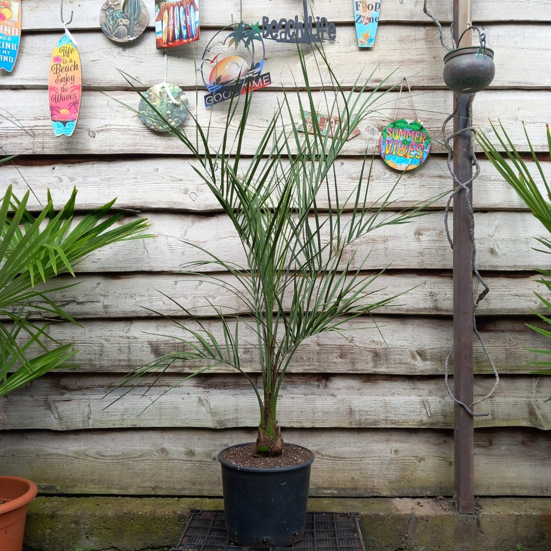 Butia capitata, stem/plant/total 25/145/170 cm, pot Ø 30 cm