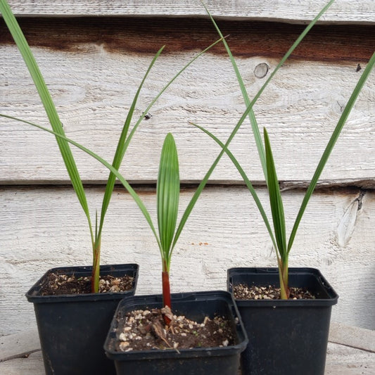 chamaerops humilis vulcano