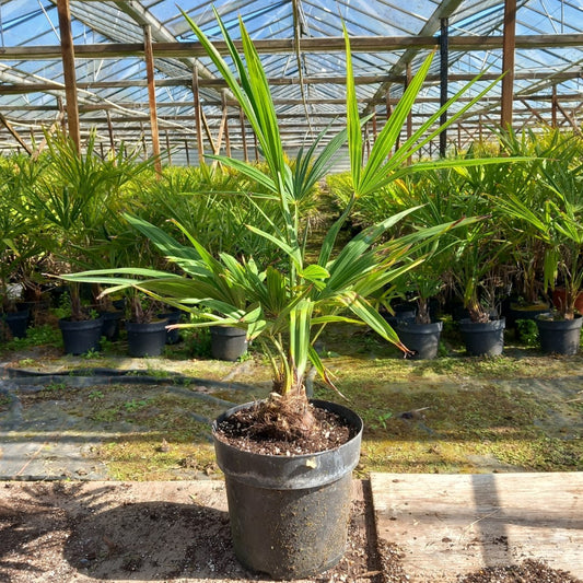 Hardy Windmill Palm (Trachycarpus fortunei) 70-80cm - 10cm Trunk - Frost Resistant