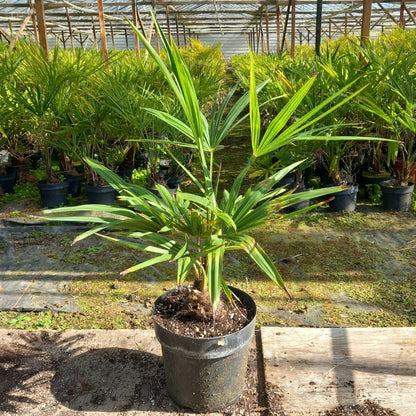 Winterharte Hanfpalme (Trachycarpus fortunei) 70-80cm - Stamm 10cm - Top Qualität