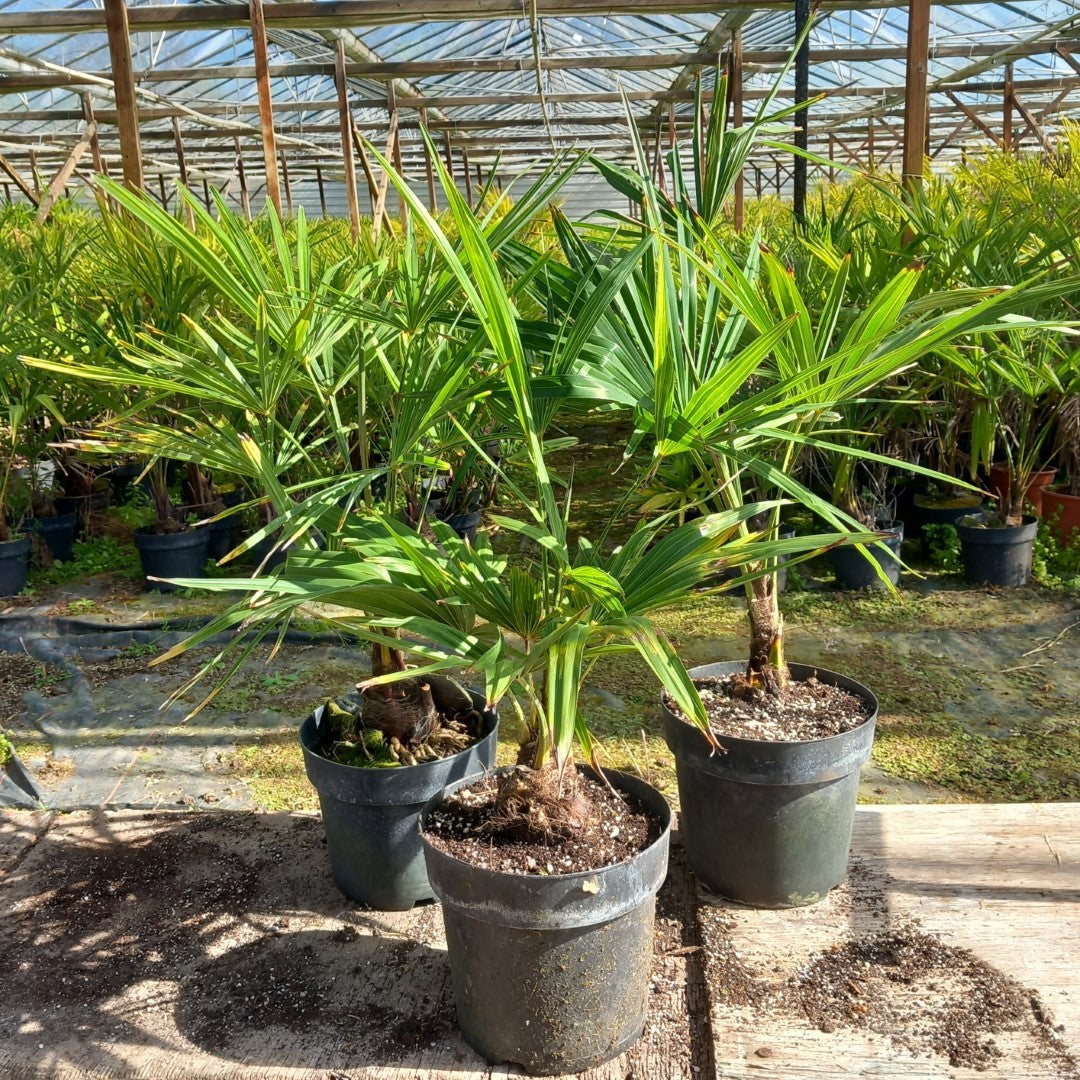 Winterharde palm 70-80 cm