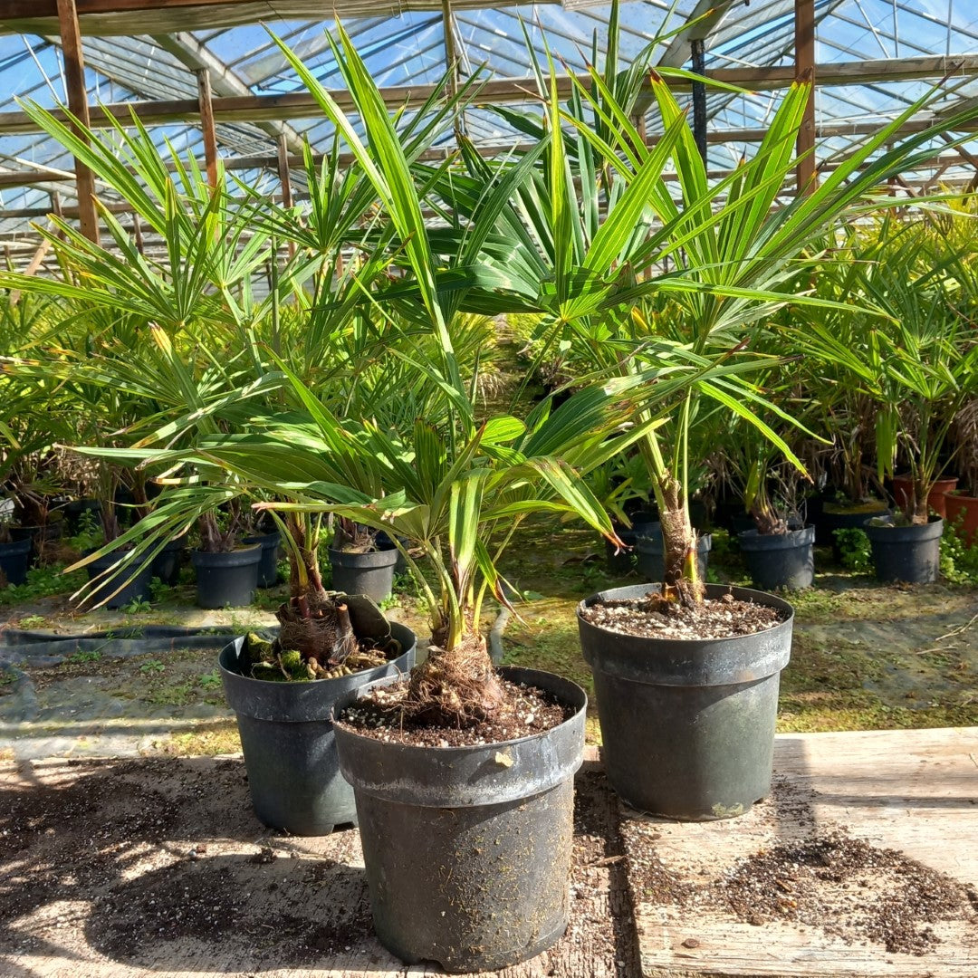 trachycarpus fortunei 70-80 cm