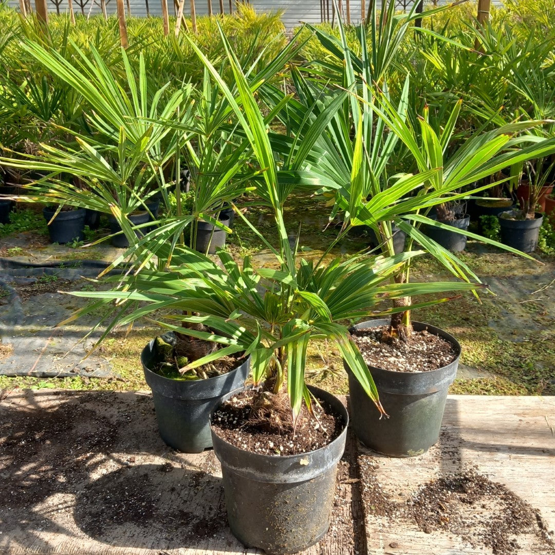 Trachycarpus fortunei 70-80 cm