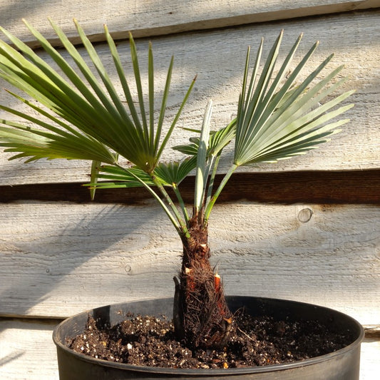 Trachycarpus princeps