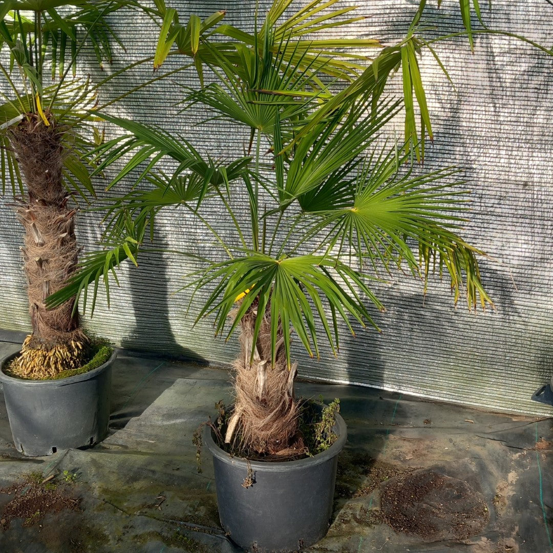 Trachycarpus winsan, trunk/stem 45 cm (No. 6)