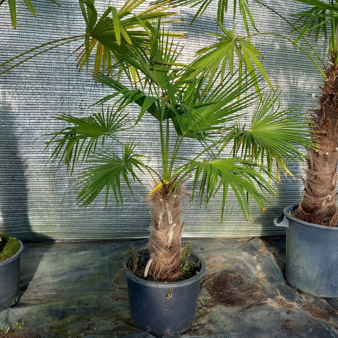 Trachycarpus winsan, trunk/stem 45 cm (No. 6)