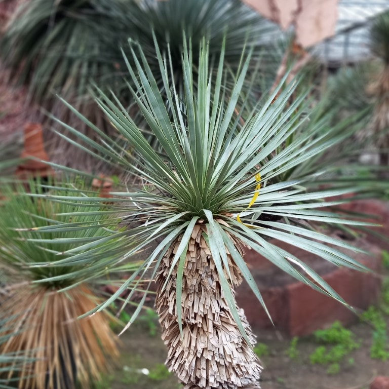 Yucca rostrata