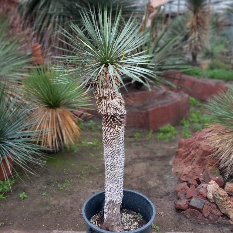 Yucca rostrata