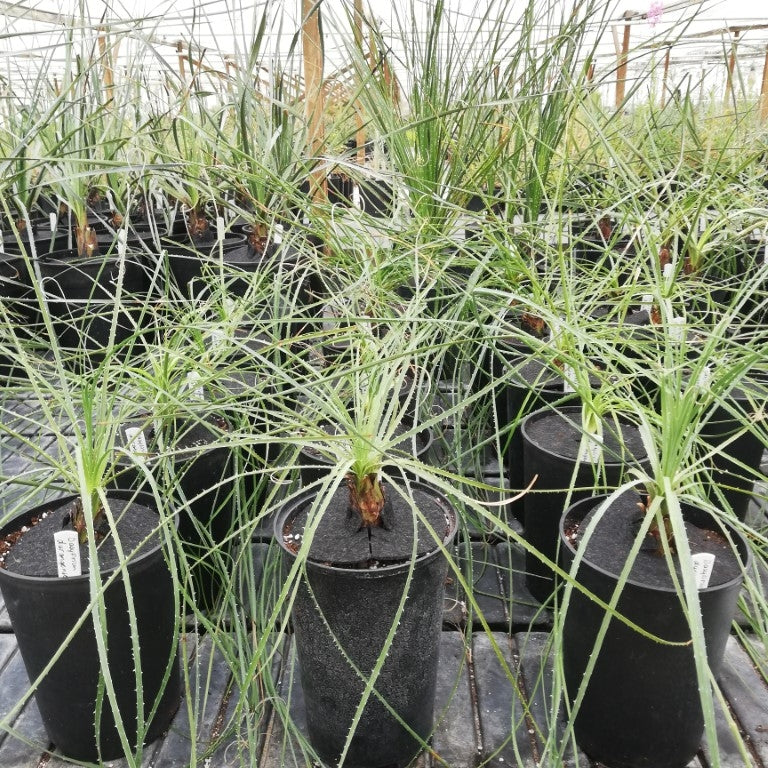 Dasylirion durangense Tropical Centre