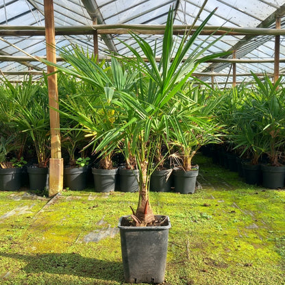 Trachycarpus fortunei