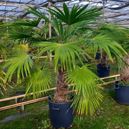 Trachycarpus fortunei