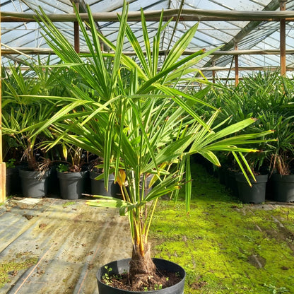 Trachycarpus fortunei