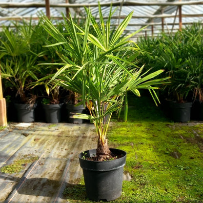 Trachycarpus fortunei