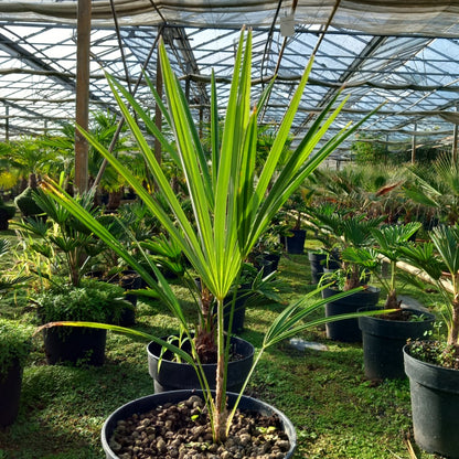 Trachycarpus nova