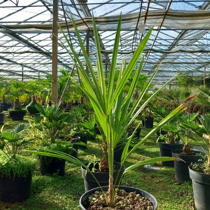 Trachycarpus nova