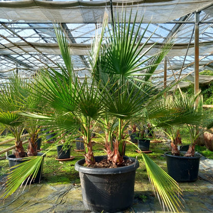 Washingtonia Robusta