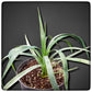 Yucca aloifolia