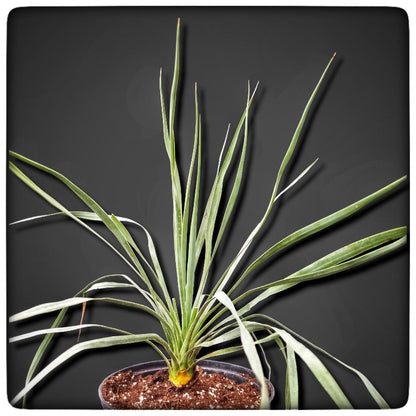 Yucca rostrata