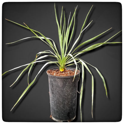 Yucca rostrata