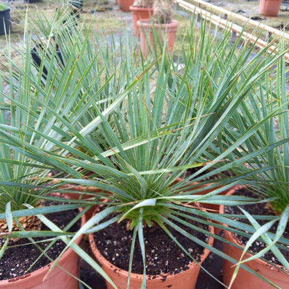 Yucca rostrata