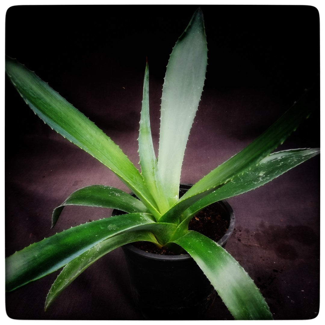 Agave americana