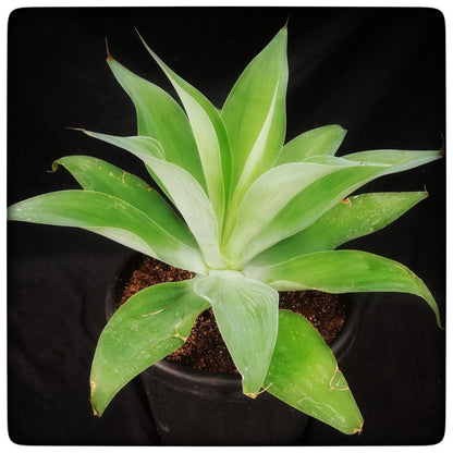 Agave attenuata