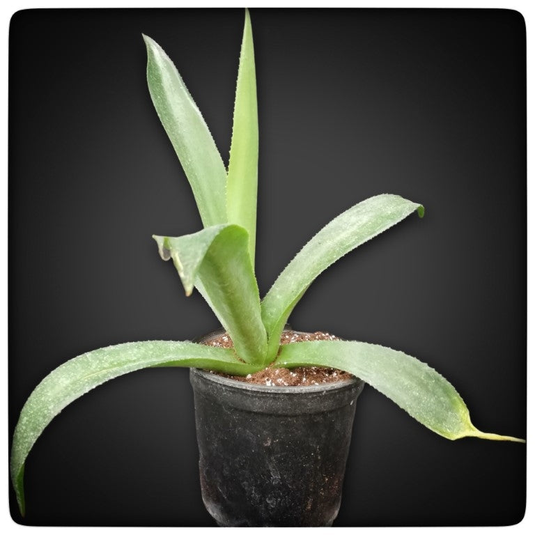 Agave mitis var mitis