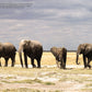 Photobook Amboseli National Park in Kenya