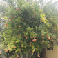 Pomegranate Punica granatum “pink satin”