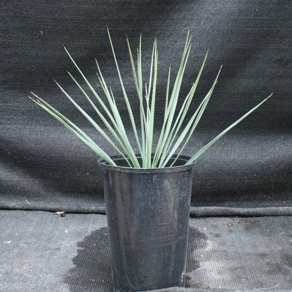 Yucca thompsoniana