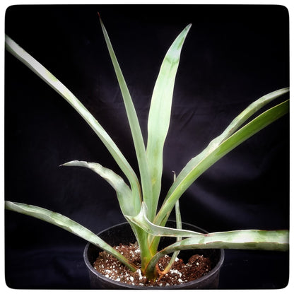 Yucca torreyi