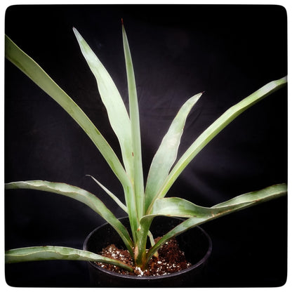 Yucca torreyi